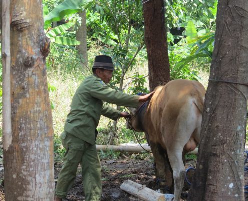 animal sacrifice